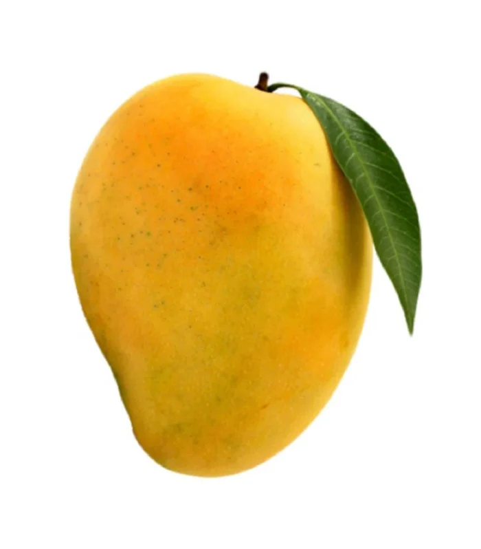 Alphonso Mango